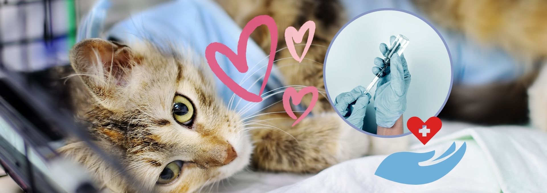 macskaivartalanitas (1)