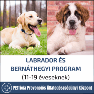 labrador és bernáthegyi program kedvezményes nulladik hét