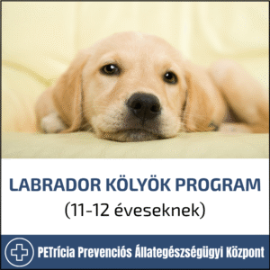 labrador kölyök program