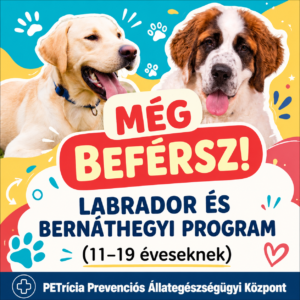 mÉg befÉrsz! labrador és bernáthegyi program